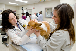 Bardsley estate benefits veterinary students